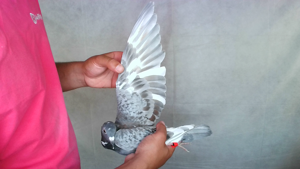 Pigeon image