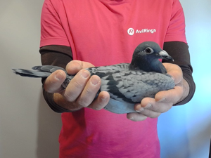 Pigeon image