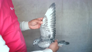 Pigeon image