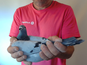 Pigeon image