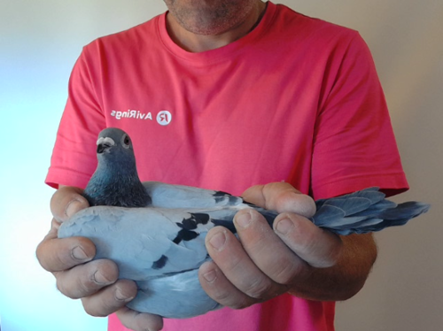 Pigeon image