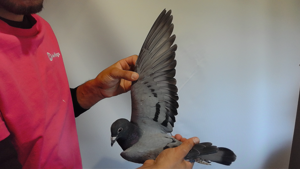 Pigeon image