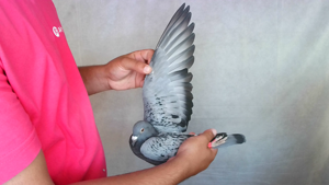Pigeon image