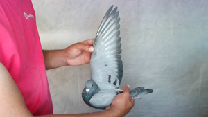 Pigeon image