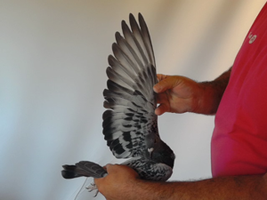 Pigeon image