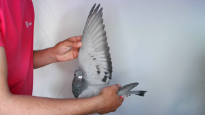 Pigeon image