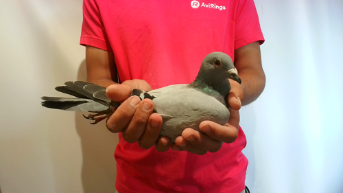 Pigeon image