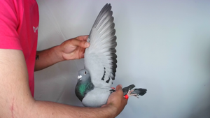 Pigeon image