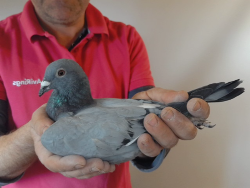 Pigeon image