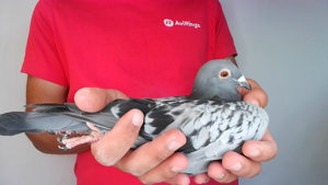 Pigeon image