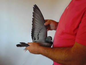 Pigeon image