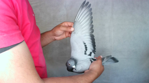 Pigeon image