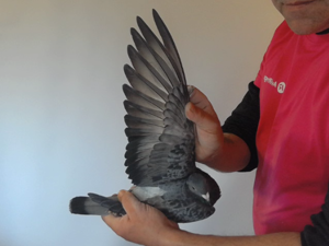Pigeon image