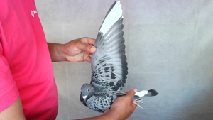 Pigeon image