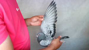Pigeon image