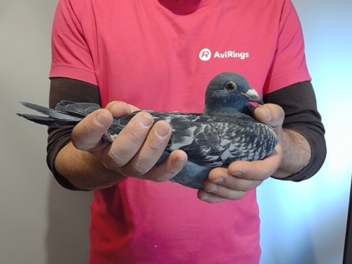 Pigeon image