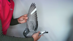 Pigeon image