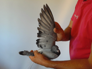 Pigeon image