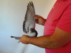 Pigeon image