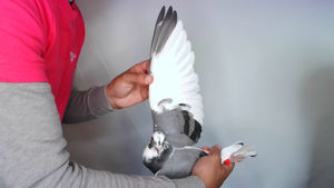 Pigeon image