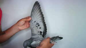 Pigeon image