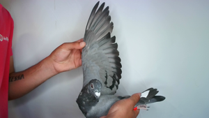Pigeon image