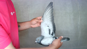 Pigeon image