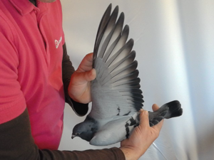 Pigeon image