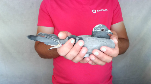 Pigeon image