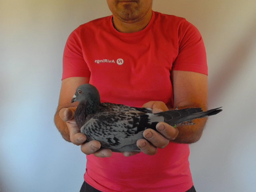 Pigeon image