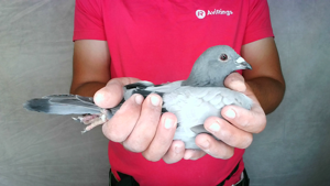 Pigeon image