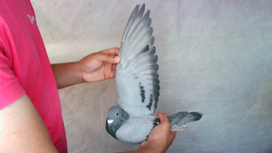Pigeon image