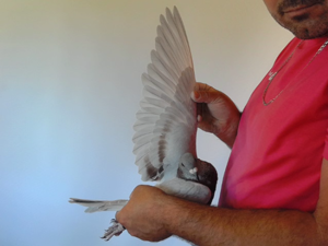 Pigeon image