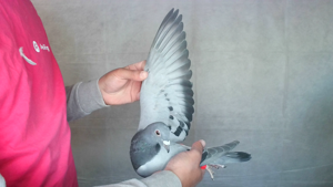 Pigeon image