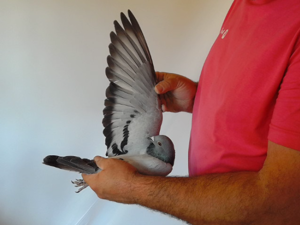 Pigeon image