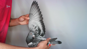 Pigeon image