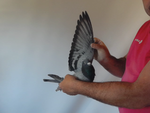 Pigeon image