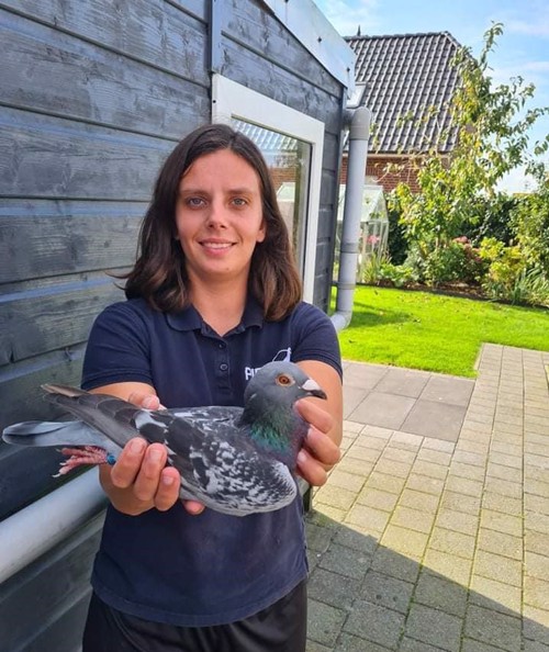 Pigeon image