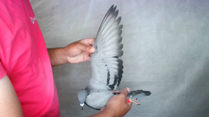Pigeon image