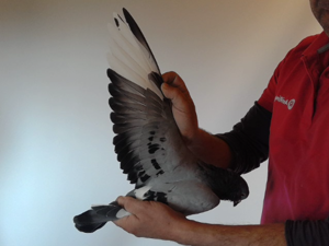 Pigeon image