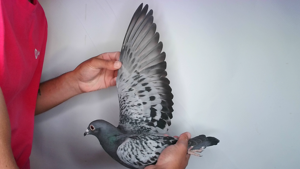 Pigeon image