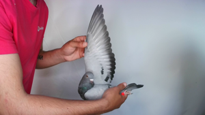 Pigeon image