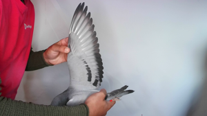 Pigeon image