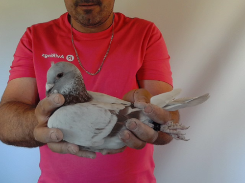Pigeon image