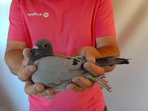 Pigeon image