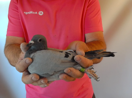 Pigeon image