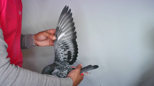 Pigeon image