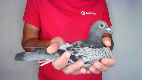 Pigeon image