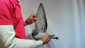 Pigeon image