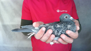 Pigeon image